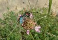 Zygaena lavandulae